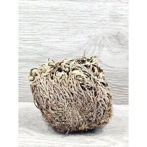 Rose Of Jericho Resurrection Flower Plant Blessing Spirituality Therapy Herbs